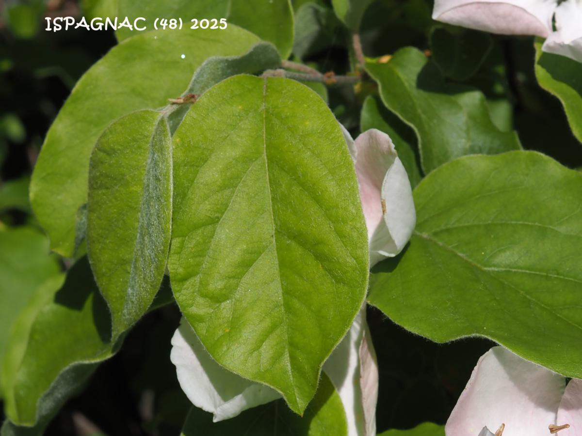 Quince leaf